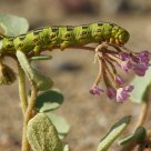 Hungry Larva